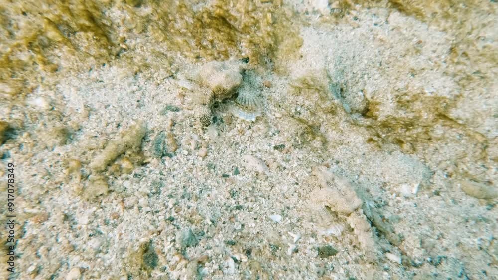 Scuba diving, snorkeling with two seamoths, Pegasidae swimming in shallow water in coral reef in the Red Sea in egypt, no people Scuba diving, snorkeling with two seamoths, Pegasidae swimming in shallow water in coral reef in the Red Sea in egypt, no people