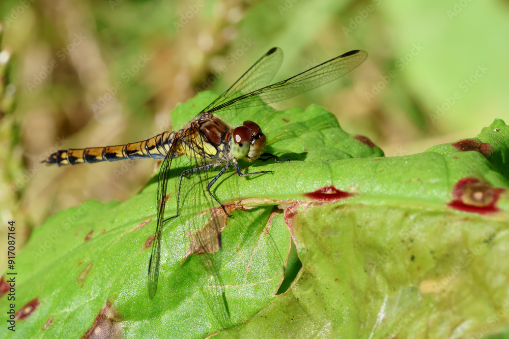 Common darter Common darter