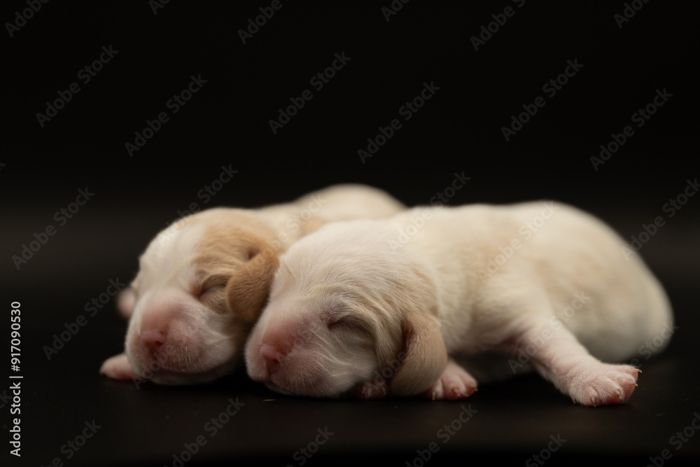 Newborn puppies, newborn beagle puppies, newborn puppies studio photoset, adorable newborn puppies Newborn puppies, newborn beagle puppies, newborn puppies studio photoset, adorable newborn puppies