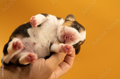 Newborn puppies, newborn beagle puppies, newborn puppies studio photoset, adorable newborn puppies photo