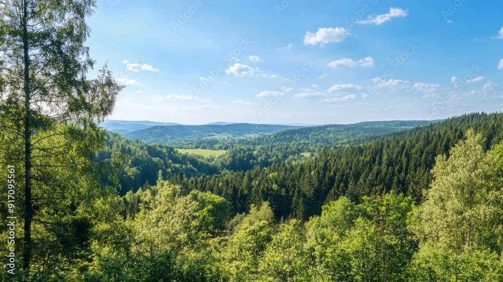 Lush Summer Forest Panorama: A Verdant Canvas of Nature's Bounty in Full Bloom Lush Summer Forest Panorama: A Verdant Canvas of Nature's Bounty in Full Bloom