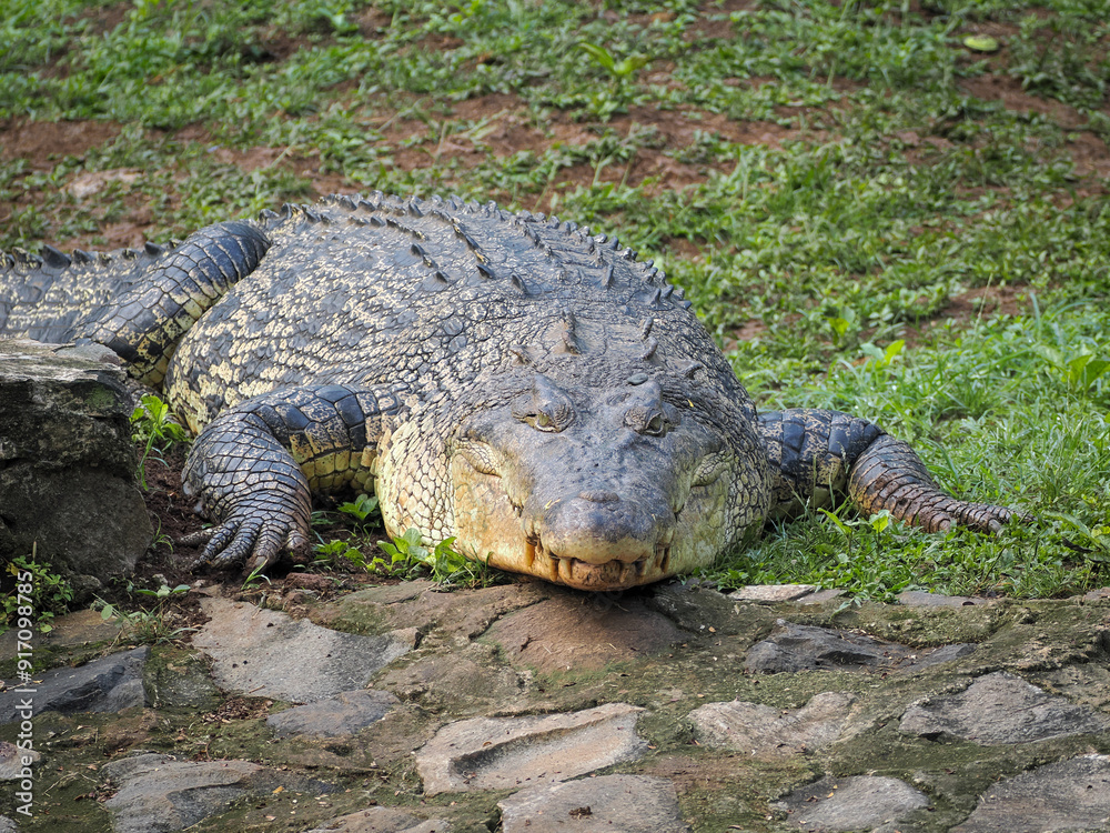 alligator in the swamp alligator in the swamp