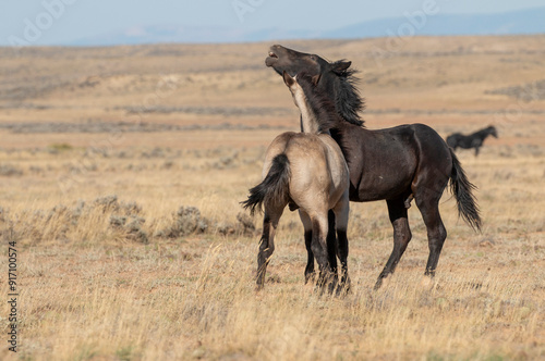 Pair of Young Wild Horses Sparring in the Wyoming Desert