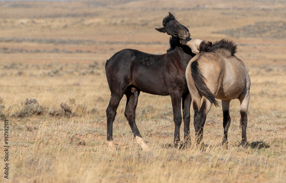 Pair of Young Wild Horses Sparring in the Wyoming Desert Pair of Young Wild Horses Sparring in the Wyoming Desert