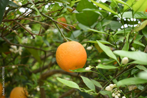 Wallpaper Mural ripe oranges on tree, close-up of a beautiful orange tree with orange, fruit hanging on a tree, Close-up of ripe oranges hanging on a tree in an orange plantation garden, Chakwal, Punjab, Pakistan Torontodigital.ca