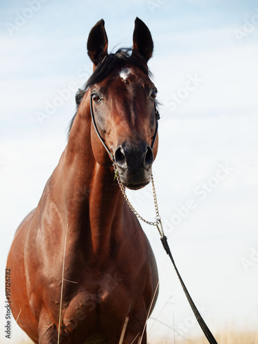 portrait of beautiful bay sportive stallion posing in summer evening field. close up