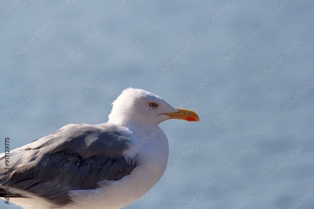 Larus argentatus seagull on the seashore in the port of Varna Larus argentatus seagull on the seashore in the port of Varna