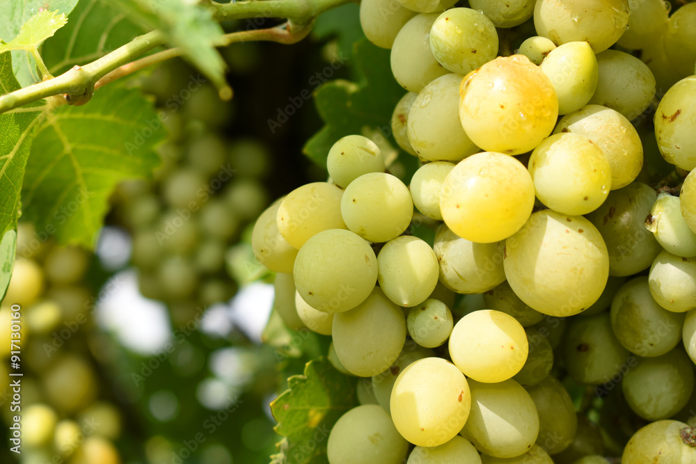 Close up of grapes hanging on Vine, Hanging grapes. Grape farming. Grapes farm. Tasty green grape bunches hanging on branch. Grapes With Selective Focus on the subject, Chakwal, Punjab, Pakistan Close up of grapes hanging on Vine, Hanging grapes. Grape farming. Grapes farm. Tasty green grape bunches hanging on branch. Grapes With Selective Focus on the subject, Chakwal, Punjab, Pakistan