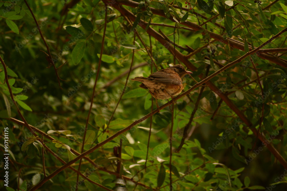 Fototapeta premium Pajaro en el bosque