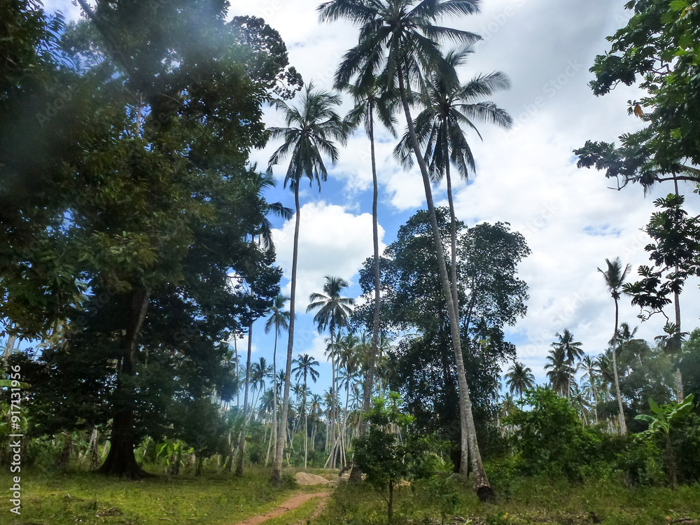 A view of a tropical forest with tall palm trees in the bright sun A view of a tropical forest with tall palm trees in the bright sun