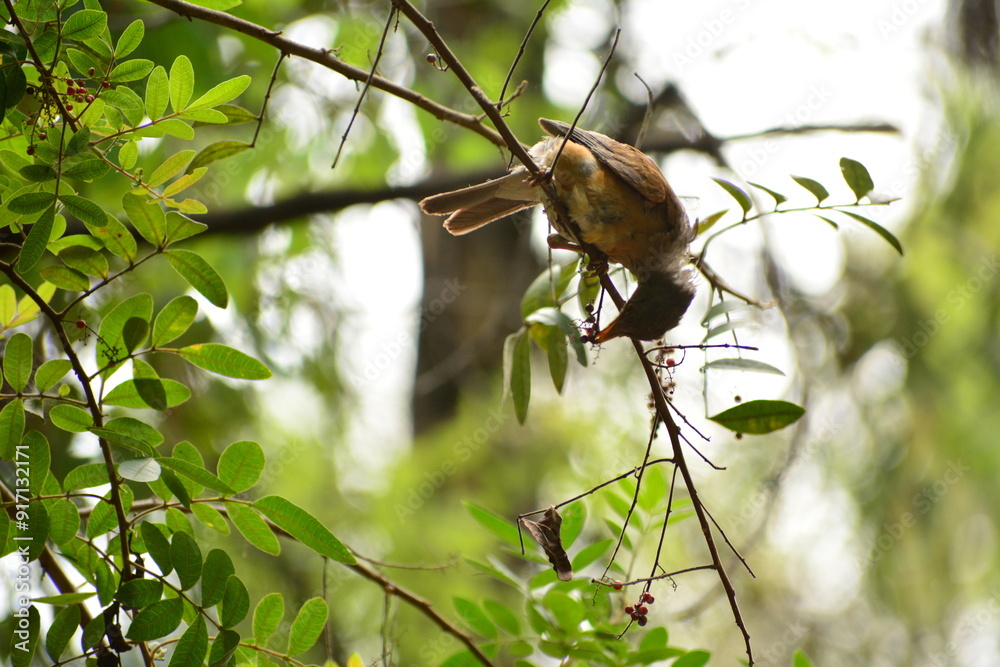 Pajaro en el bosque Pajaro en el bosque