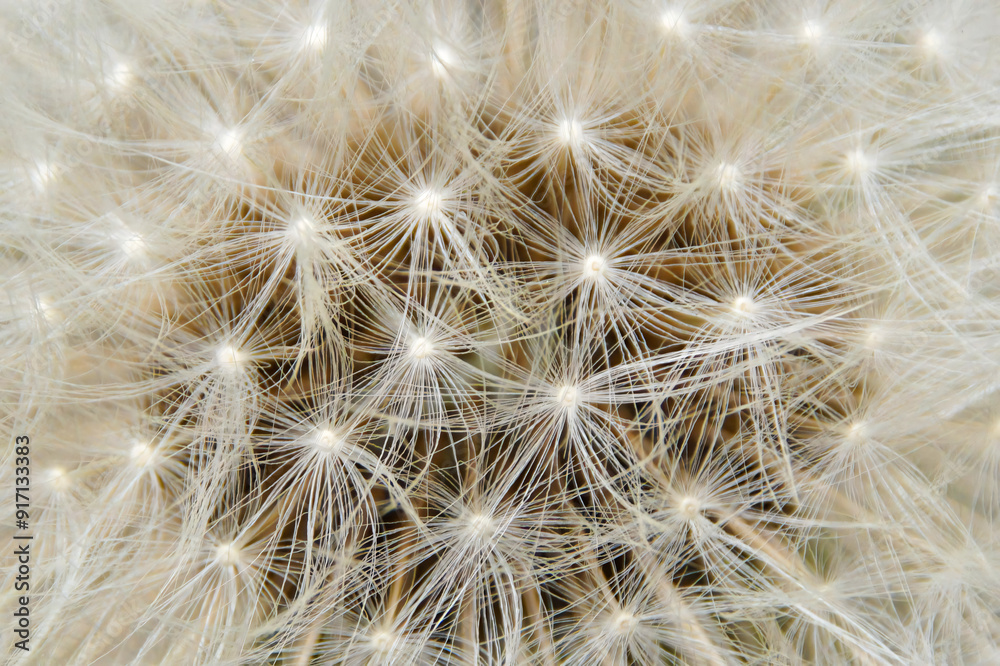 close up of dandelion seed head close up of dandelion seed head