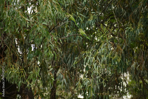 Wallpaper Mural cotorros verdes silvestres Torontodigital.ca