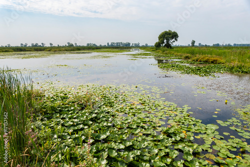 A Marsh in the Lake St. Clair National Wildlife Area Near Chatham Ontario Canada photo