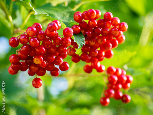 Guelder rose bunch of red berries. Closeup view of beautiful scarlet red fruits of Viburnum Opulus. The end of the summer season photo