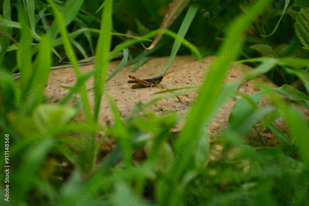 saltamontes saltamontes