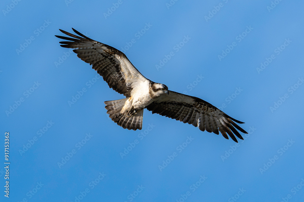 Fototapeta premium Balbuzard pêcheur, Pandion haliaetus, Western Osprey