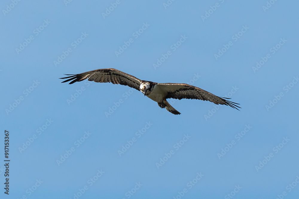 Balbuzard pêcheur, Pandion haliaetus, Western Osprey Balbuzard pêcheur, Pandion haliaetus, Western Osprey