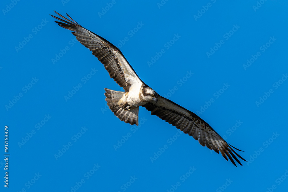 Obraz premium Balbuzard pêcheur, Pandion haliaetus, Western Osprey