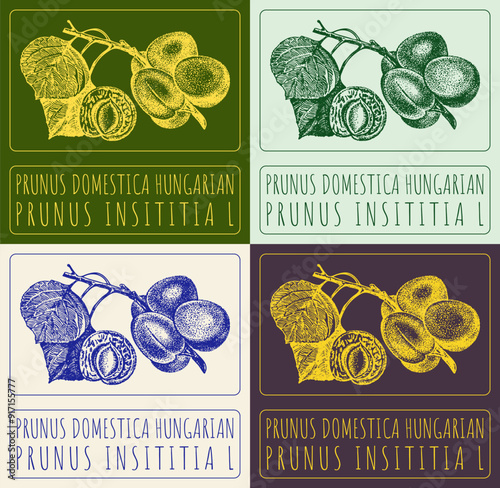 Set of vector drawing PRUNUS DOMESTICA HUNGARIAN in various colors. Hand drawn illustration. Latin name is PRUNUS INSITITIA L.
