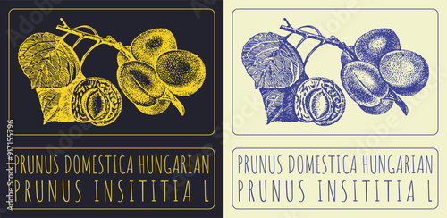 Vector drawing PRUNUS DOMESTICA HUNGARIAN. Hand drawn illustration. Latin name is PRUNUS INSITITIA L.
