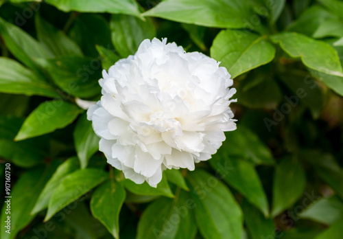 Fototapeta Naklejka Na Ścianę i Meble -  White Peony flower on a green background.