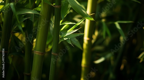 Close-up view of bamboo stalks with