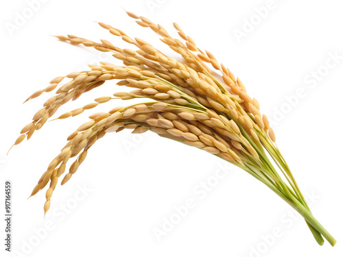 ear of rice isolated on transparent  background 