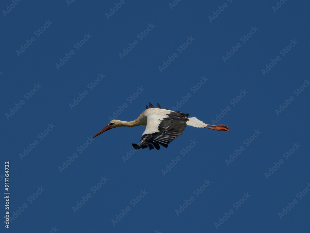 Obraz premium Weißstorch im Flug