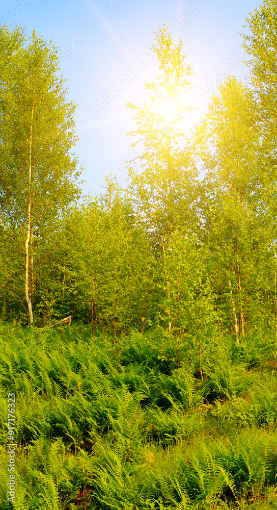 Fern thickets and young birch trees on the hillside. Vertical photo. Fern thickets and young birch trees on the hillside. Vertical photo.