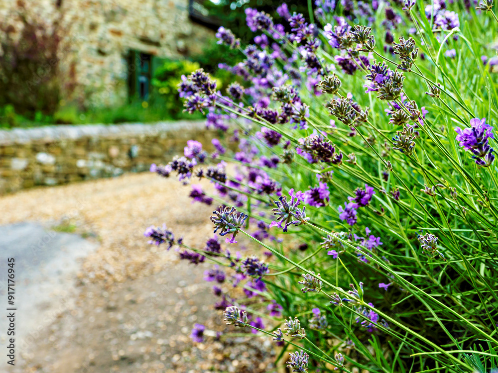 Obraz premium Lavender flowers in full bloom by a quaint stone cottage on a serene summer's day.