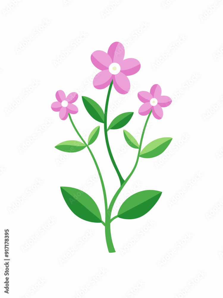 Creeping Phlox vector illustration Creeping Phlox vector illustration