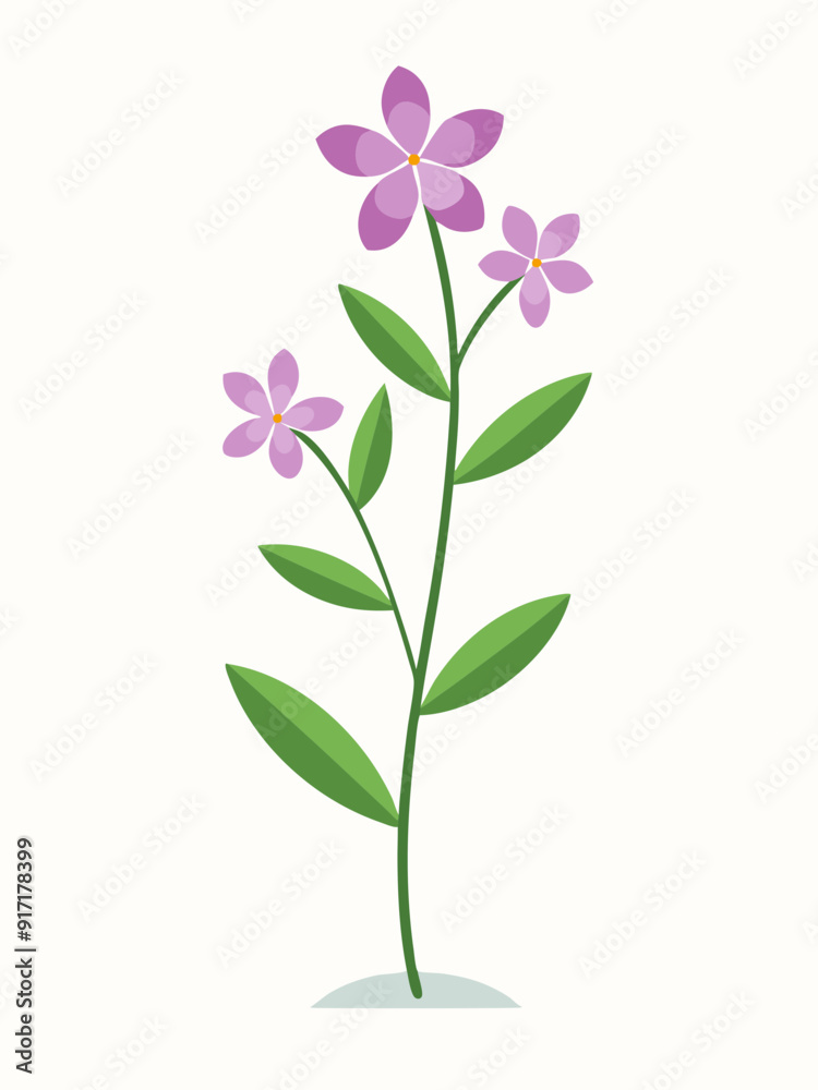 Creeping Phlox vector illustration Creeping Phlox vector illustration