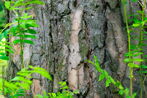 A CloseUp View of Textured Tree Bark Featuring Plush Green Moss Accentuating Natures Beauty