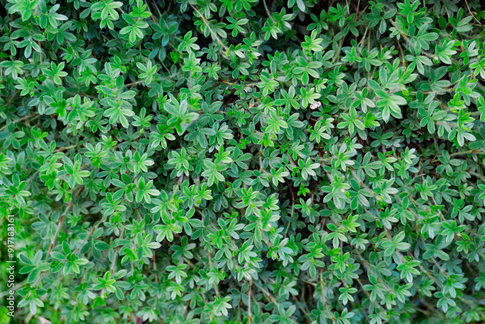 Experience the vibrant and lush green thyme herb plants growing beautifully in your garden space Experience the vibrant and lush green thyme herb plants growing beautifully in your garden space