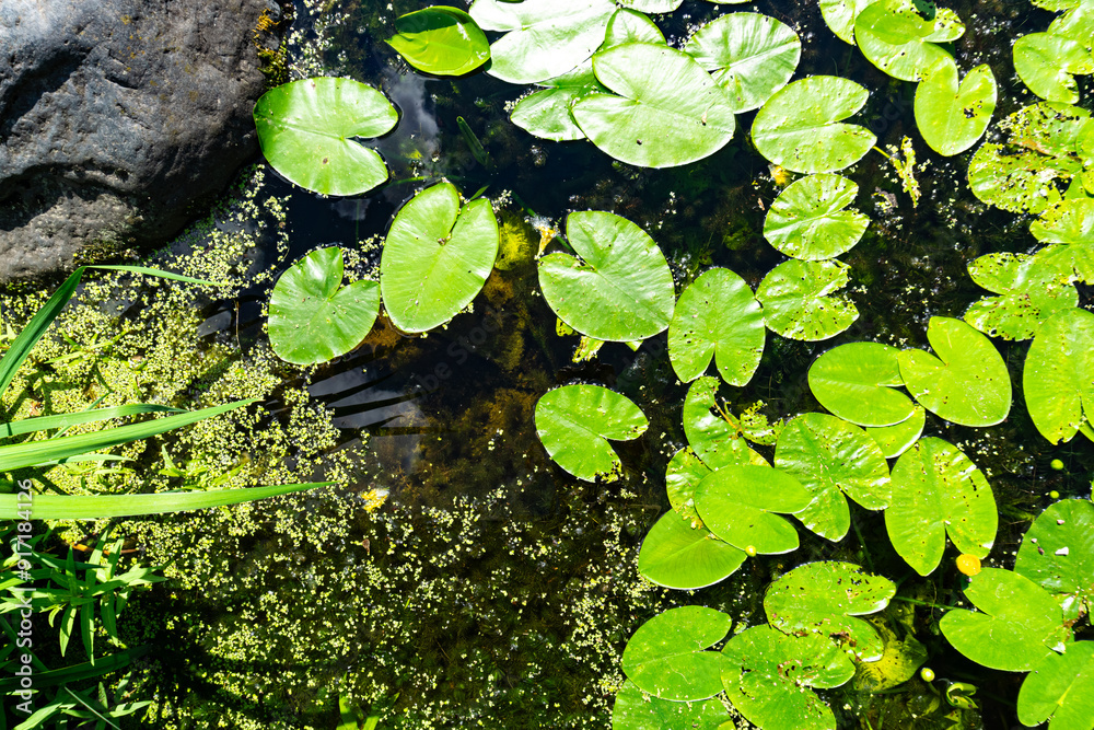 Lush aquatic plants thrive in the calm, peaceful water environment filled with beauty Lush aquatic plants thrive in the calm, peaceful water environment filled with beauty