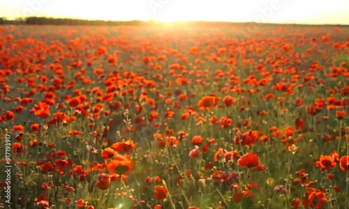 Close Up View of Poppy Flowers at Dawn Near Brewdley photo