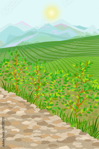 mountain landscape with sunrise. tea fields with bushes by rural road