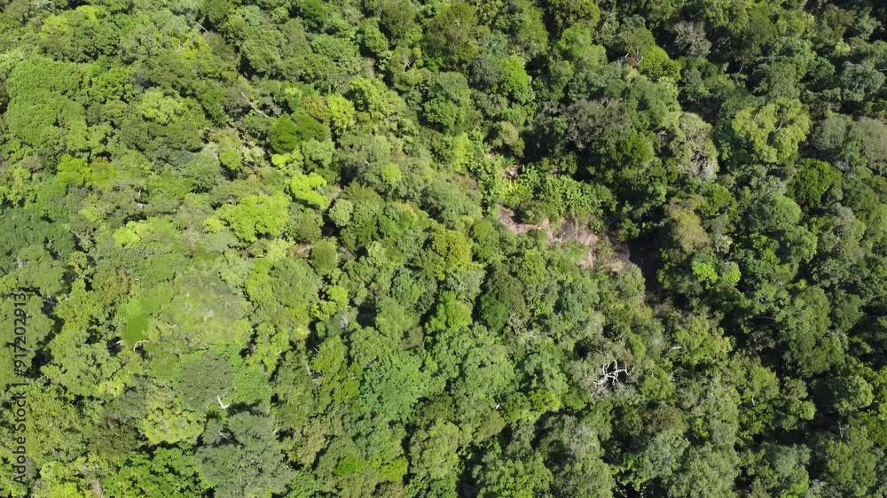 rain forest in borneo island rain forest in borneo island