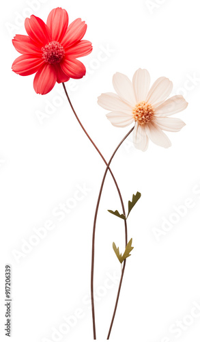 red and white flower isolated on white