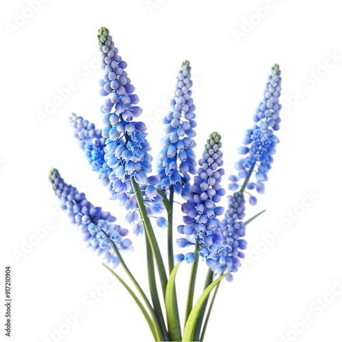 Delicate Spring Blue Flowers on Transparent Background for Aesthetic Visuals and Nature Photography