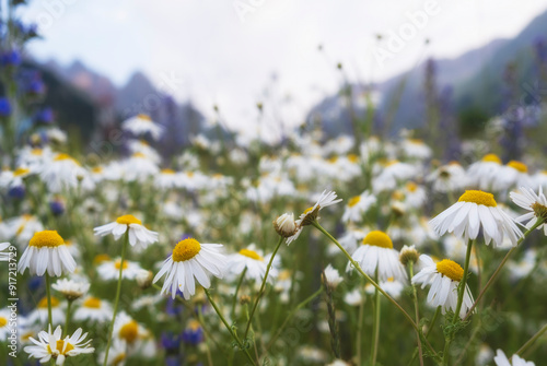 Summer landscape with chamomile field in the mountains, flowers sway in the wind on a sunny day photo