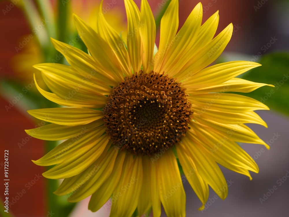 A close-up shot of a yellow sunflower A close-up shot of a yellow sunflower
