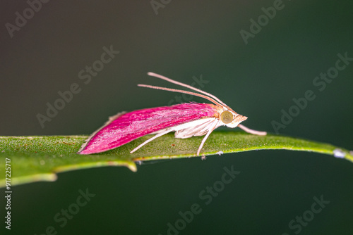 macro of a bug