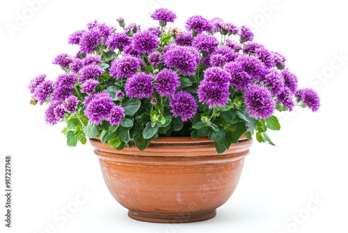 Wallpaper Mural Colorful ageratum flowers in the pot isolated on a white background Torontodigital.ca