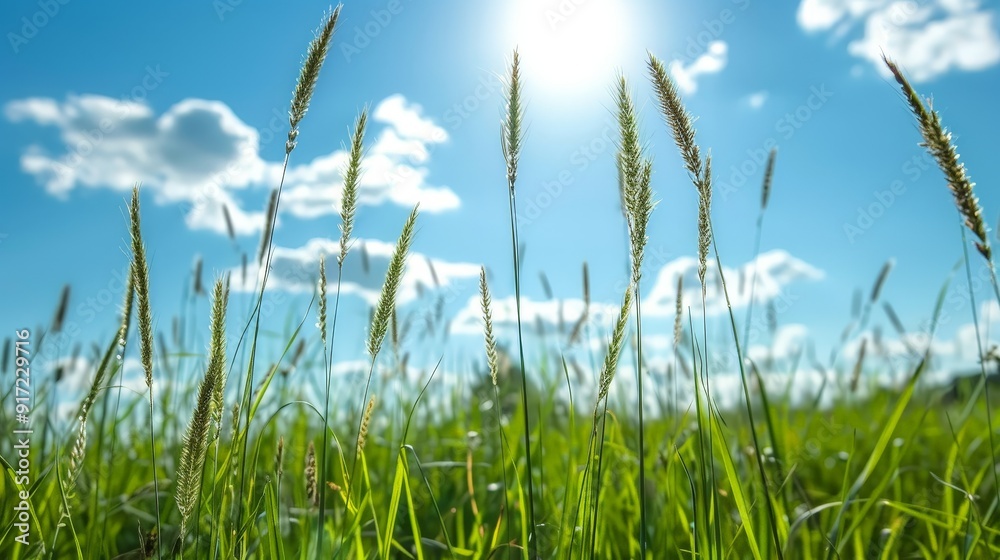 Discuss the importance of grass diversity in maintaining ecosystem health. How does a variety of grass species contribute to ecosystem resilience and stability Discuss the importance of grass diversity in maintaining ecosystem health. How does a variety of grass species contribute to ecosystem resilience and stability