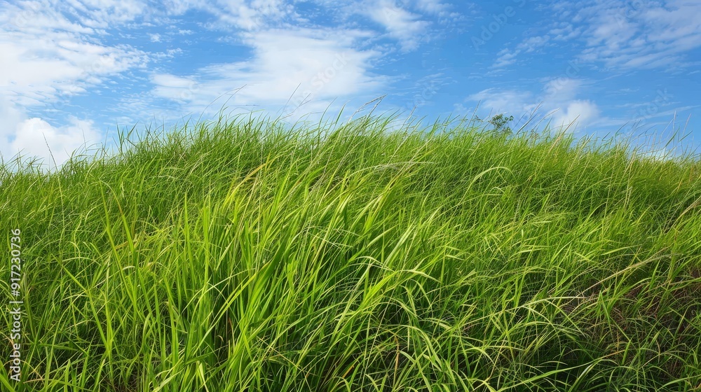 Discuss the role of grasses in preventing erosion. How do grass root systems stabilize soil and prevent sediment loss on slopes and riverbanks Discuss the role of grasses in preventing erosion. How do grass root systems stabilize soil and prevent sediment loss on slopes and riverbanks
