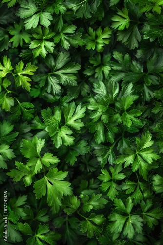Experience vibrant freshness of green parsley leaves in a top view flat lay arrangement