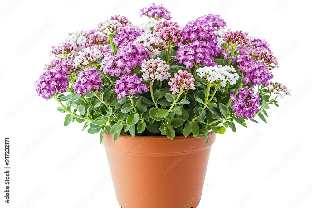 Colorful candytuft flowers in the pot isolated on a white background Colorful candytuft flowers in the pot isolated on a white background