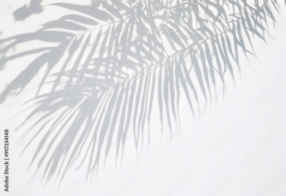 shadows of palm tree leaves casting on a white wall shadows of palm tree leaves casting on a white wall